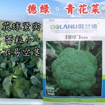 德绿西兰花种子欧兰德青花菜65天早熟高圆型西兰花绿花菜