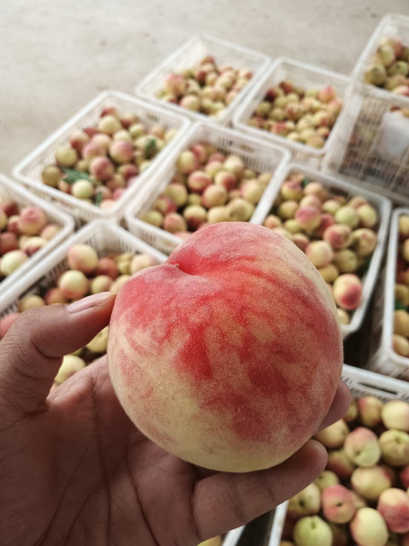 湖北襄阳枣阳市桃 1