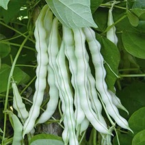 芸豆种子批发大全原