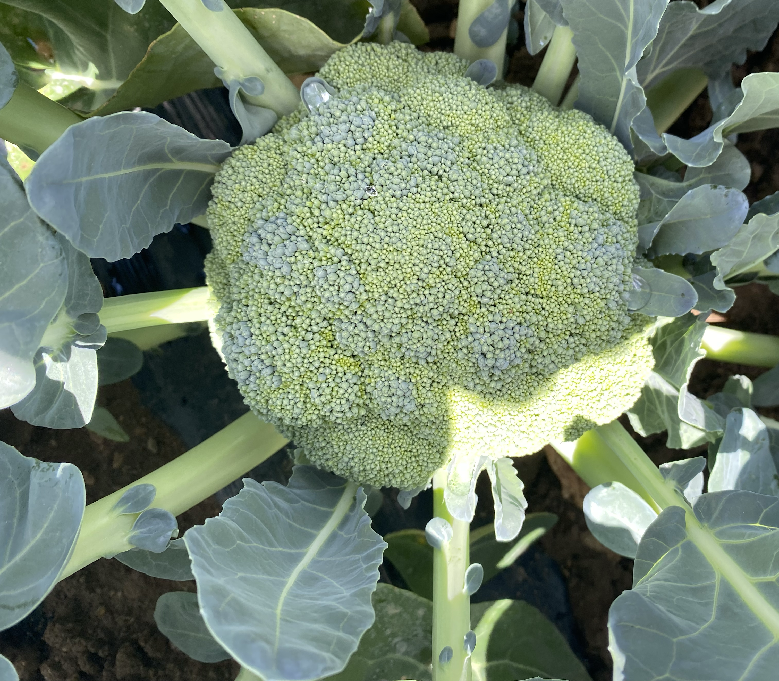 左侧为绿冠西兰花植株,展示深绿色紧实花球与粗壮茎秆;右侧为法国阿雅胡萝卜,显示橙红色长圆锥形根部,表面光滑,附带绿色羽状叶片。背景为田间生长环境,突出两者形态差异 西兰花与胡萝卜典型品种对比图