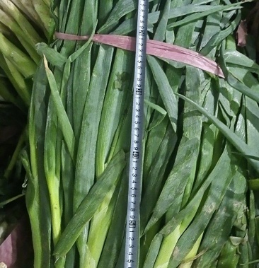 [水葱批发]求购脱水葱,日需求15万斤价格0.50元/棵 - 一亩田