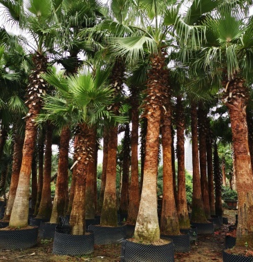 老人葵 加洲蒲葵 华盛顿葵】各种规格欢迎合作详谈价格800