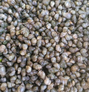 [田螺批发]食用螺 活体田螺 飘螺,米螺 籽螺 饲料螺价格2.