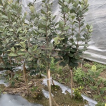 菲油果苗安德烈猫眼星阿波罗毛象费约果斐济果树苗