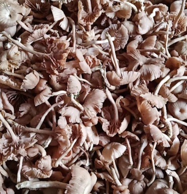 [鲜茶树菇批发]皮条菌价格15.00元/斤 - 一亩田