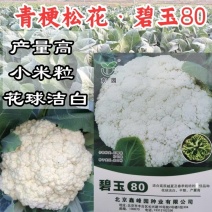 碧玉80松花菜种子80天青梗松花菜小米粒春秋有机菜花种
