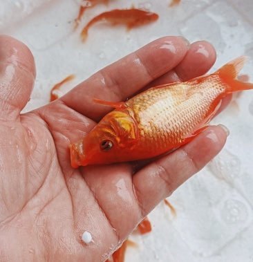 [红鲤鱼苗批发]荷包红鲤鱼苗,一斤五十条左右,全国包邮包活,一斤起发