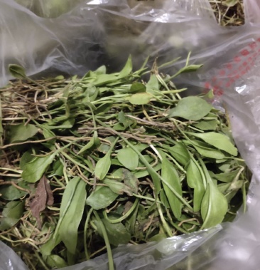 [一支箭批发]一支箭 野生一支箭价格35.00元/斤 - 一亩田