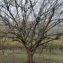 山茱萸，丛生山茱萸，各种规格齐全
