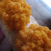 金耳菌