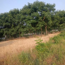 土地整改急处理一批栾树