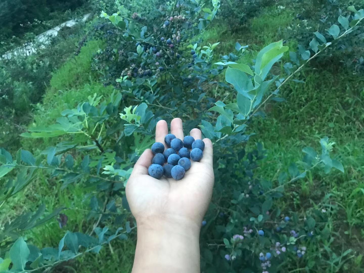 蓝莓特写图