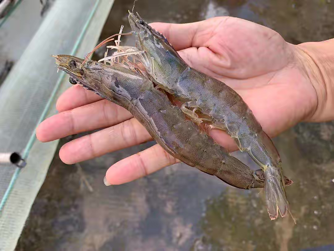 新鲜白对虾与不新鲜白对虾对比图 新鲜白对虾与不新鲜白对虾对比图