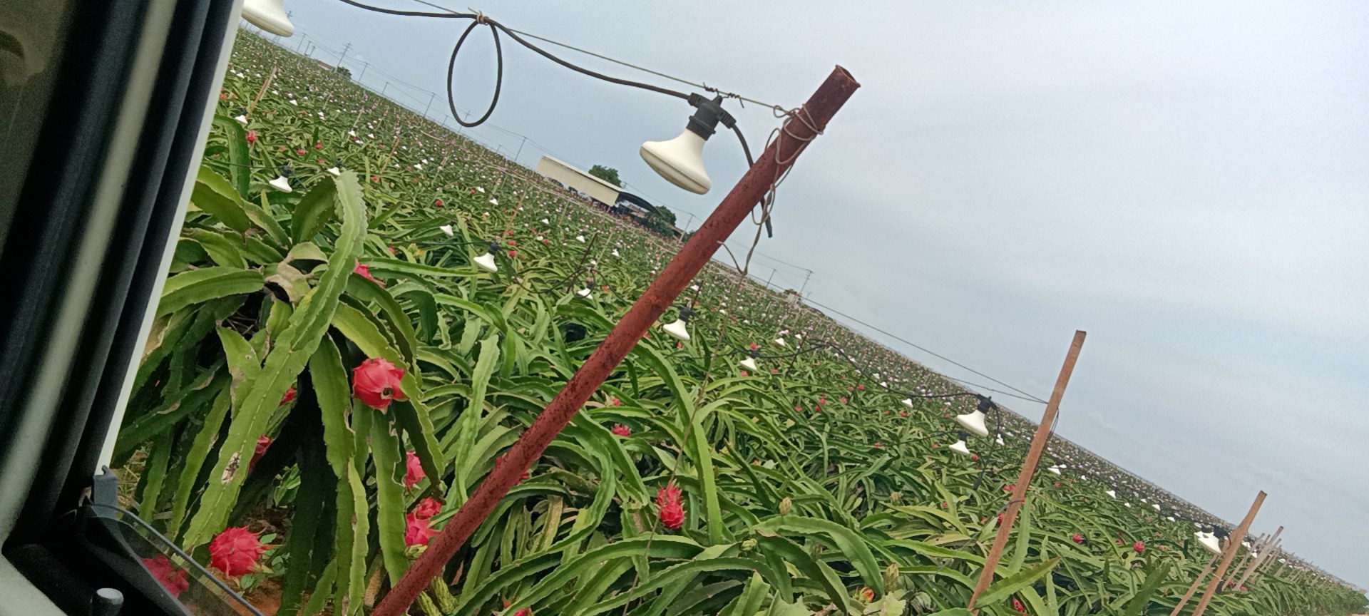 从空中俯瞰一片规划整齐的火龙果种植园,水泥立柱成行排列,每根柱子周围生长着三到四株火龙果,绿色肉质茎条自然下垂,部分植株可见白色或粉红色花朵,田间铺设黑色地膜与滴灌管道 火龙果标准化种植园航拍图