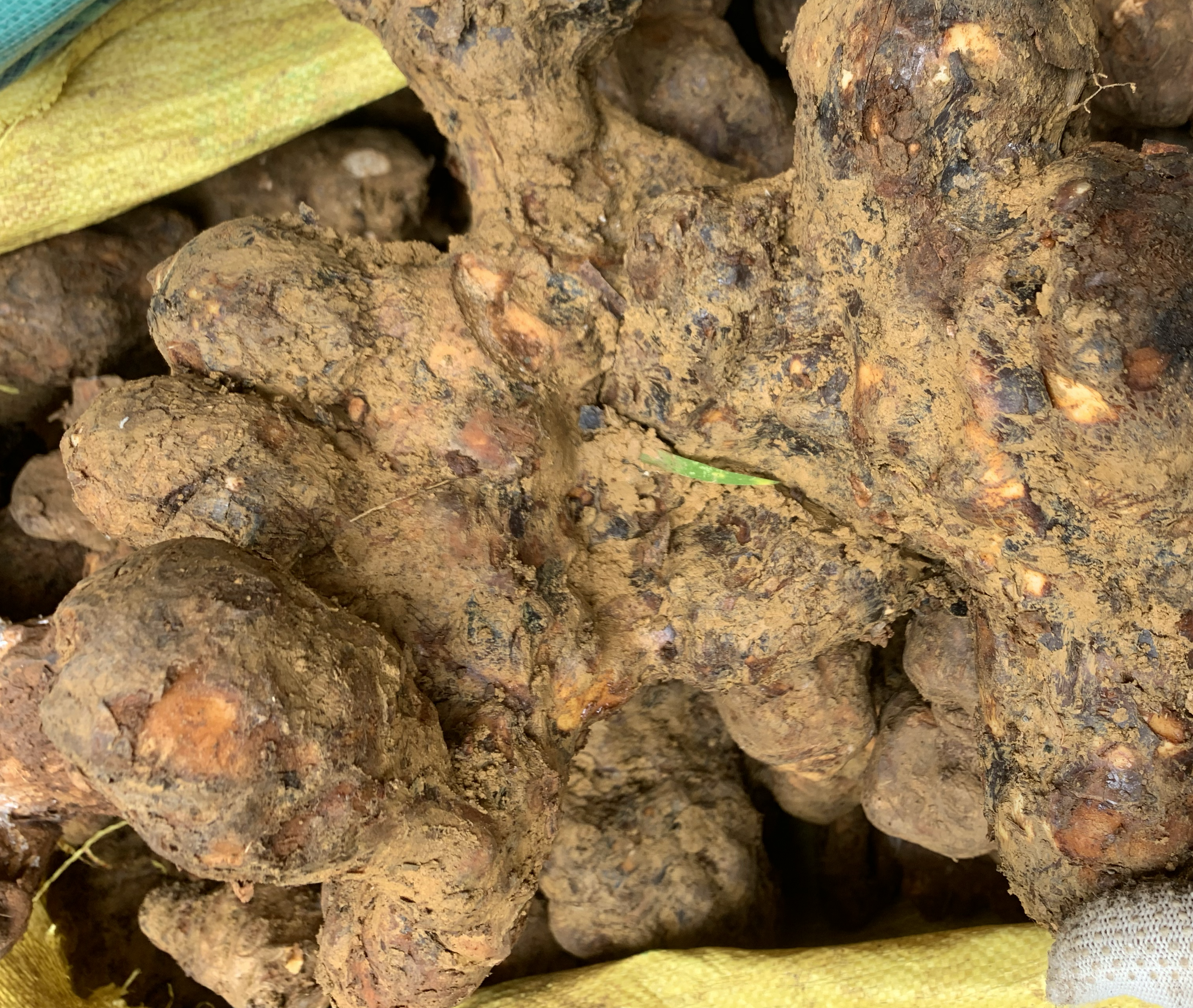 扁豆的中医药用价值