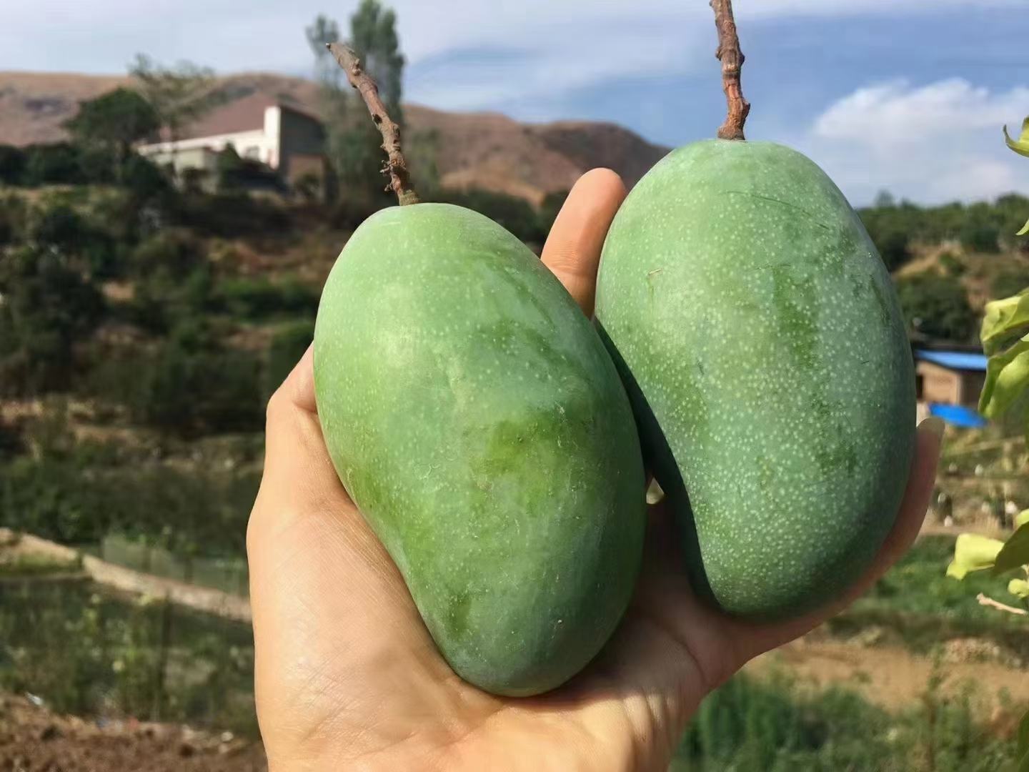大青芒与成熟杧果对比图