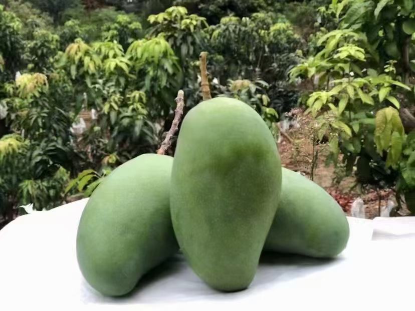 小台芒对比图