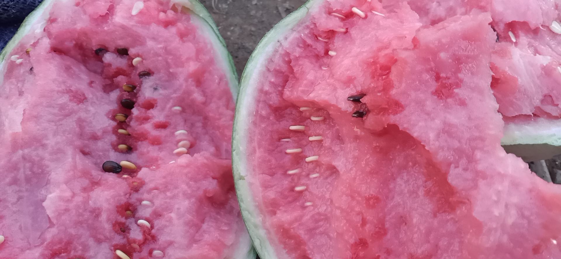 海南麒麟西瓜成熟果实特写,展示其黑亮果皮与鲜红果肉 海南麒麟西瓜成熟果实特写