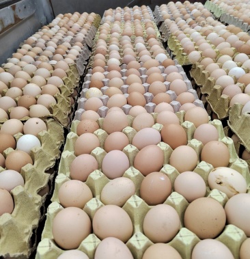 [活珠蛋批发]常年大量批发毛蛋 一手货源 量大优惠价格55.