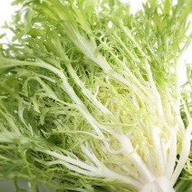 苦苣种子细叶黄心金花苦菊种籽绿叶碎叶苦菊秋季四季盆栽蔬菜