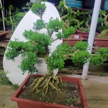 广东皱皮雀舌黄杨杯苗素材产地直销带原杯带土发货
