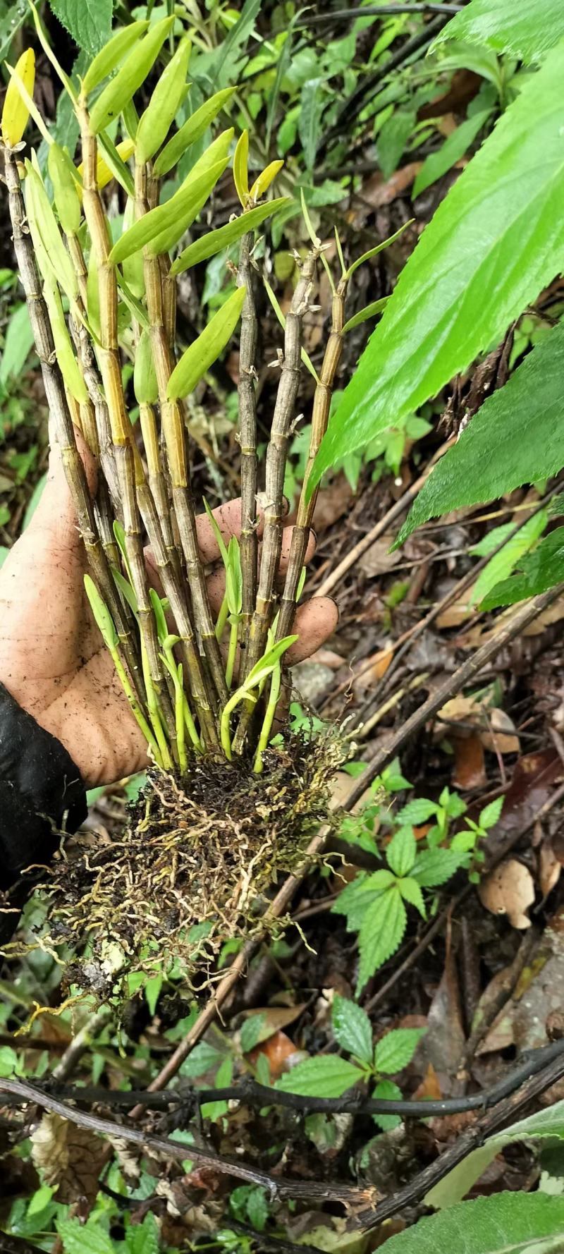 赤金散植物图片