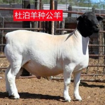 纯种黑头杜泊，怀孕大母羊，小羊仔