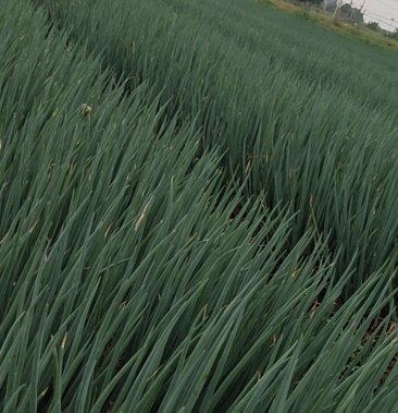 小香葱,精品黑葱50-55公分