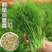 大小茴香种子四季播割茬菜茴香菜籽荤香速生球径阳台农家庭院