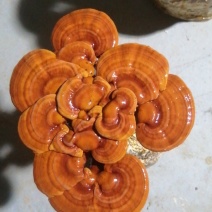 活体灵芝盆景欢迎各位朋友选购。：