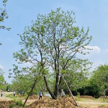 江苏句容精品造型弯杆乌桕，多杆丛生拼栽乌桕基地