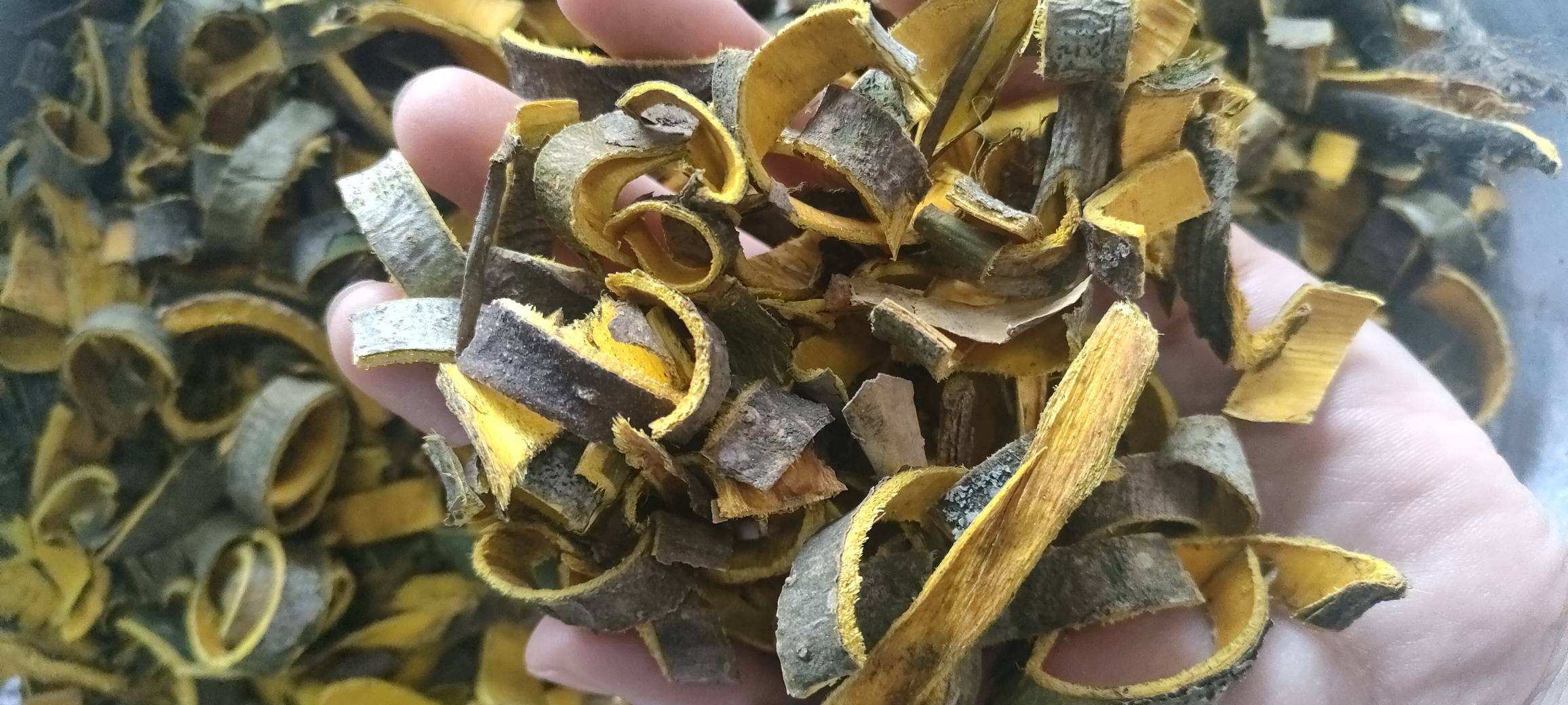 柏子仁特写照片