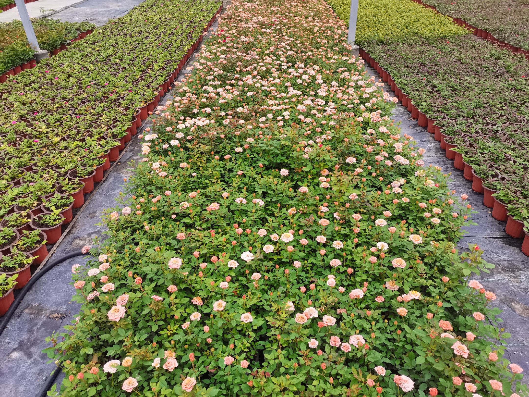 展示月季瑞典女王的直立株型和橙粉色花朵 月季瑞典女王植株形态展示