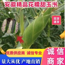 安徽花玉米优质花糯玉米大量上市中产地直供对接全国电商