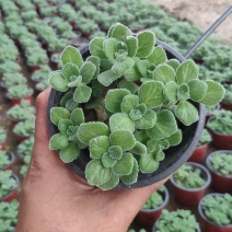 花卉种植