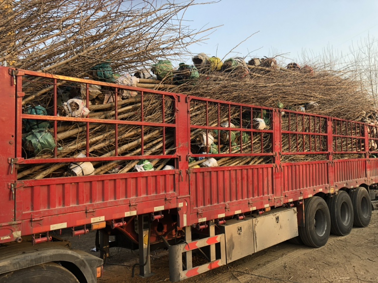 大型卡车正在装运美国红枫18公分苗木,准备发往城市绿化项目现场 美国红枫18公分运输装车现场