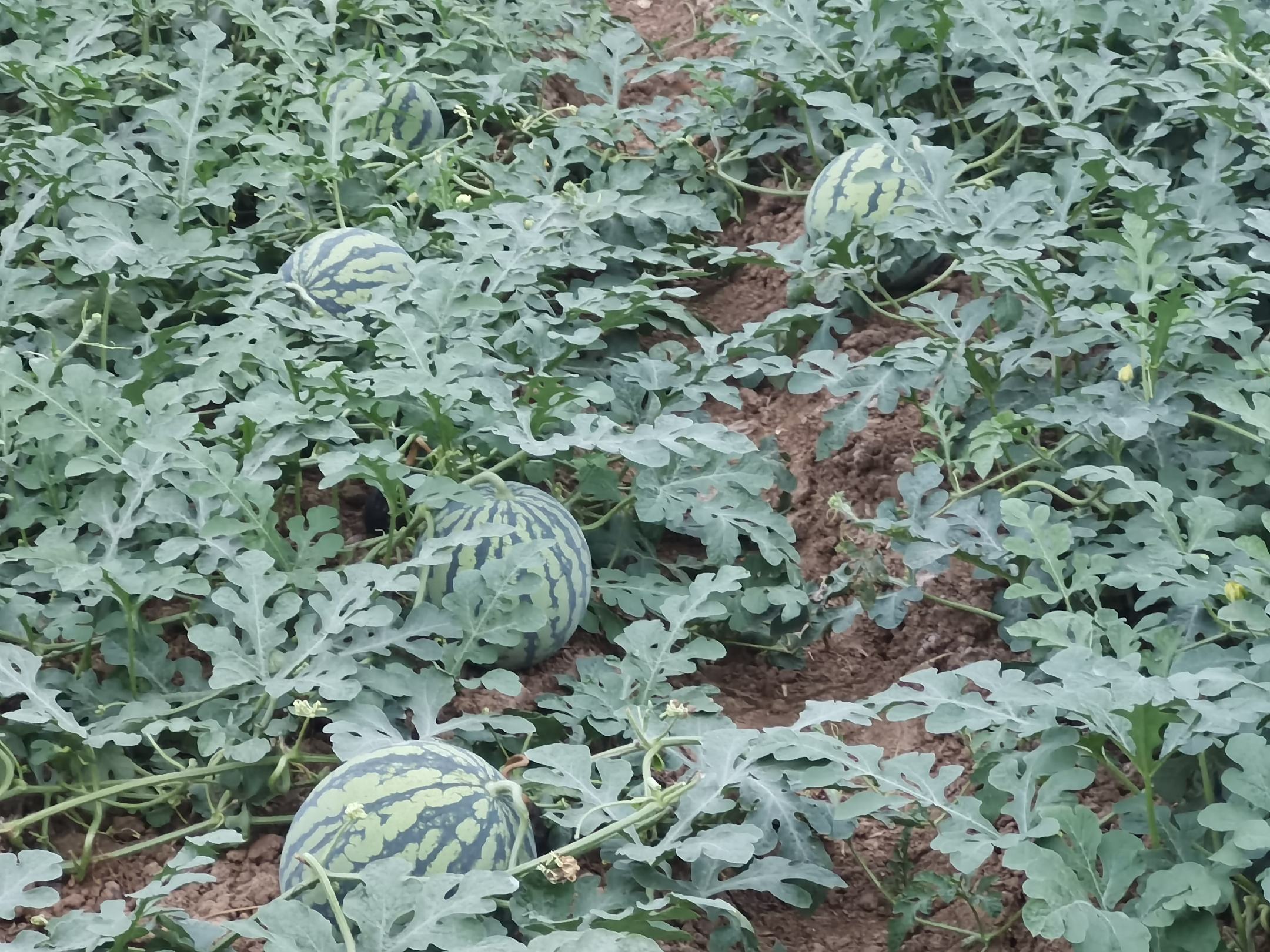 砀山8424西瓜种植基地航拍图