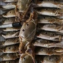 三点蟹，