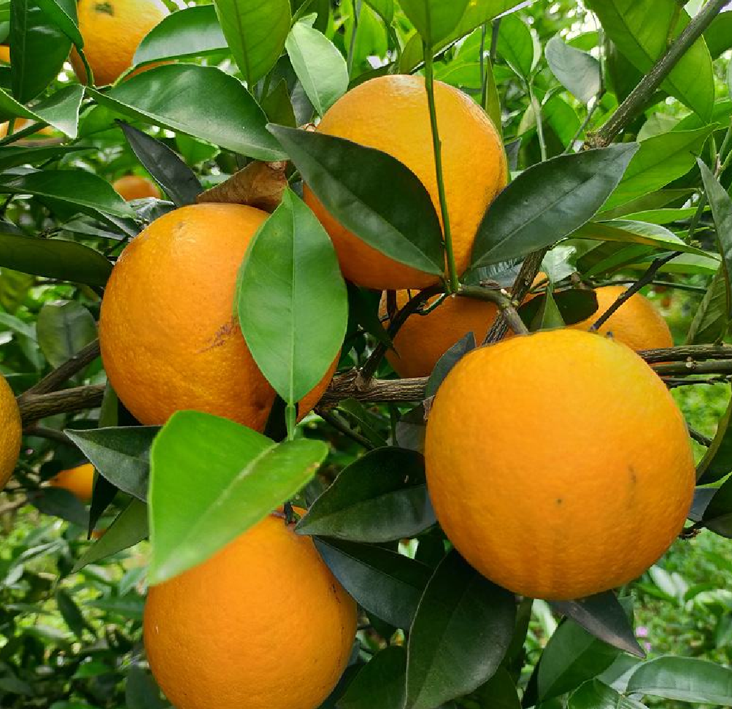 展示自然成熟与人工催熟夏橙的外观、果肉、口感对比,帮助消费者识别 自然成熟与人工催熟夏橙对比图