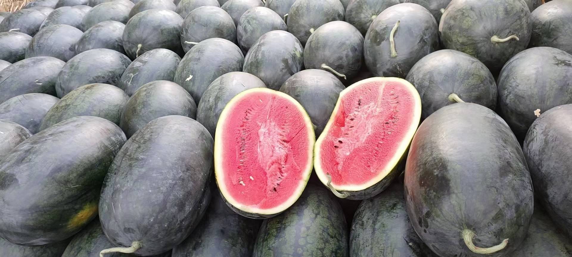 黑美人西瓜切开特写