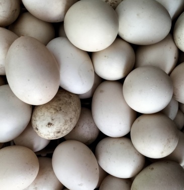 [大雁蛋批发]美洲雁蛋价格2.00元/个 - 一亩田