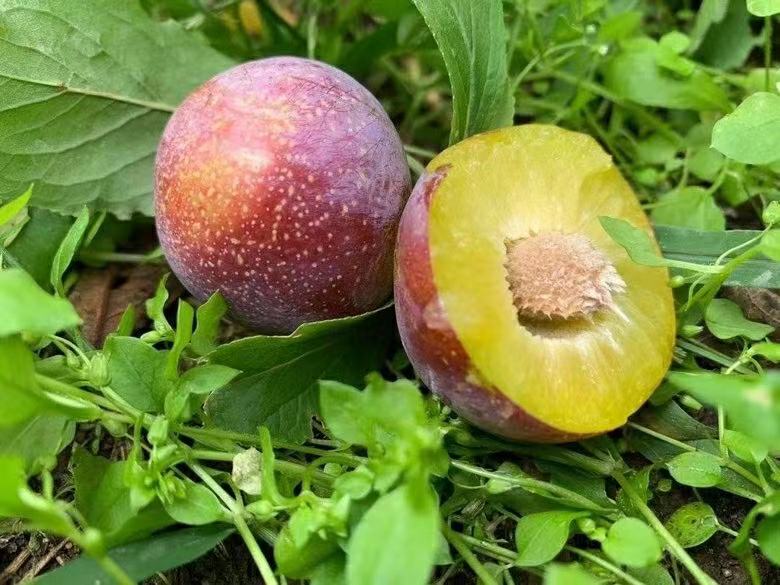 新鲜脆红李特写展示