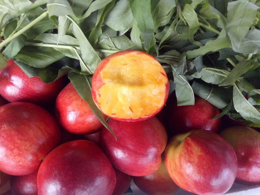 一个成熟的中油37油桃被横向切开,展示其金黄色的果肉和紧实的质地,果皮呈鲜红色且光滑无毛,旁边放置一把尺子显示果实直径约7厘米,背景为浅色木纹桌面,突出果实的新鲜与品质感 中油37油桃果实特写照片