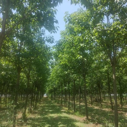 太康县楸树价格行情走势 - 一亩田