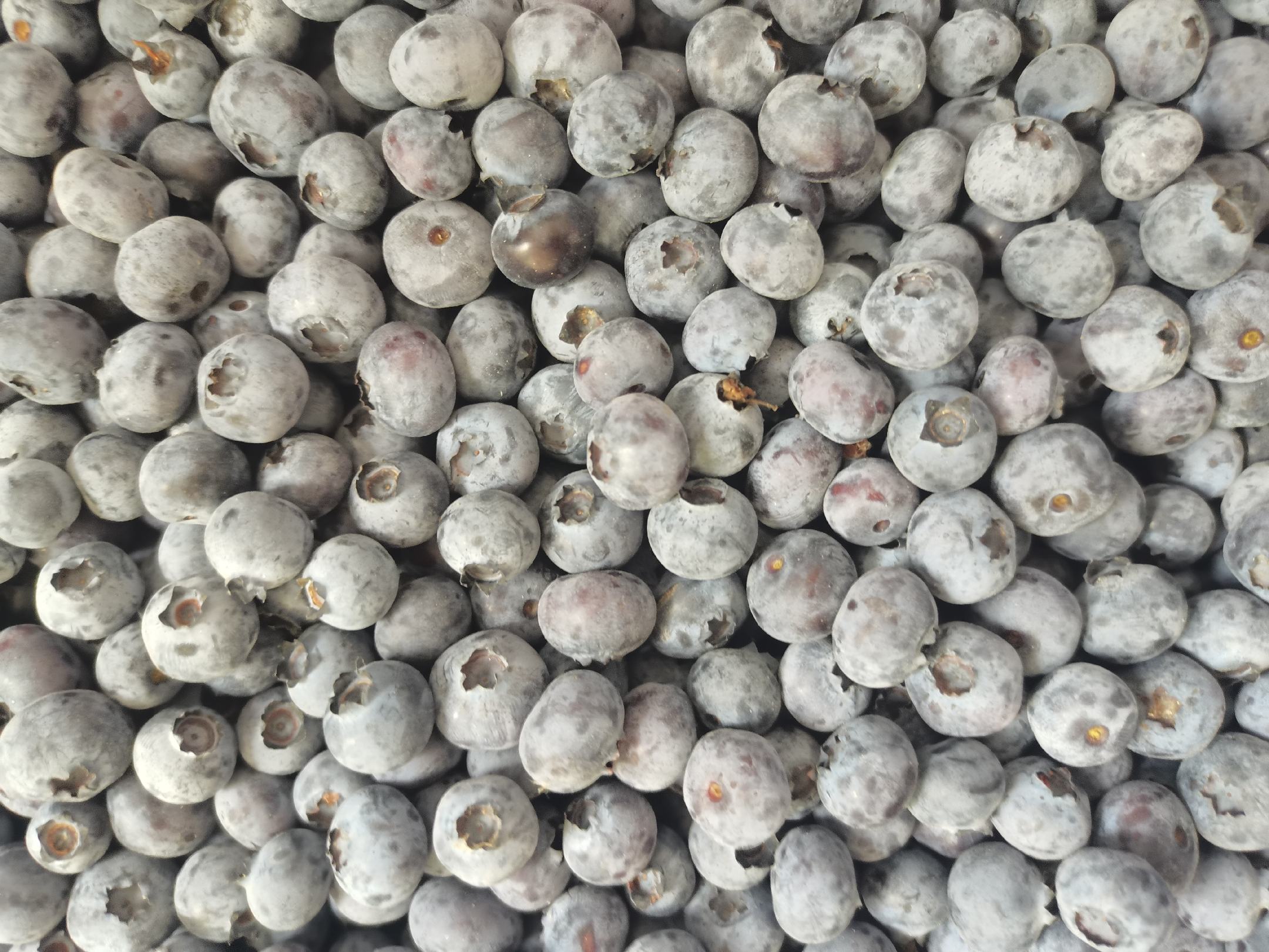 展示大颗蓝莓与小颗蓝莓营养成分对比的柱状图,包括花青素、维生素C、纤维含量等数据 蓝莓营养成分对比图表