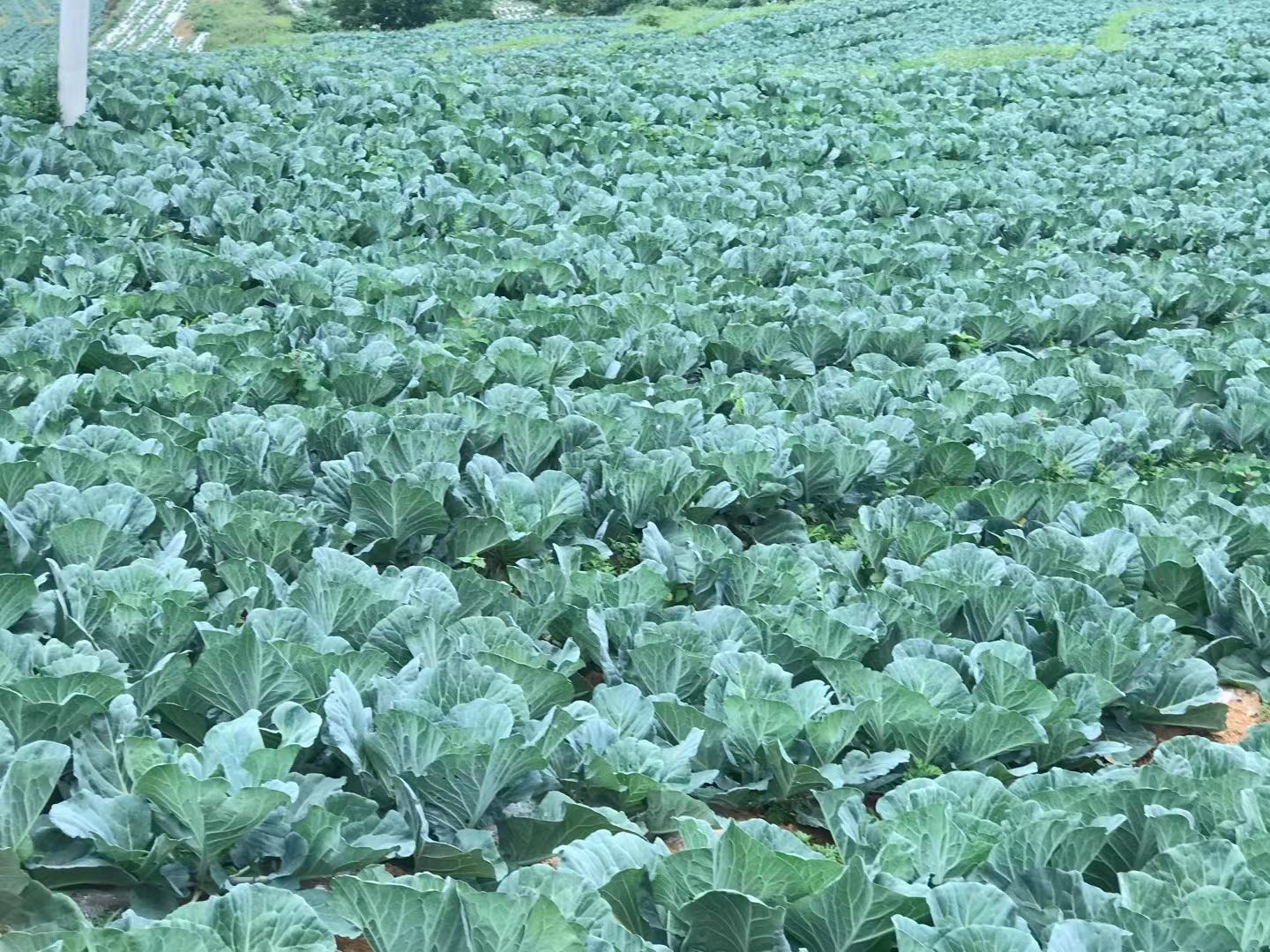 展示大面积种植的扁椰菜田,绿意盎然,排列整齐 扁椰菜种植基地