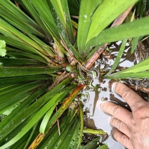 五香草