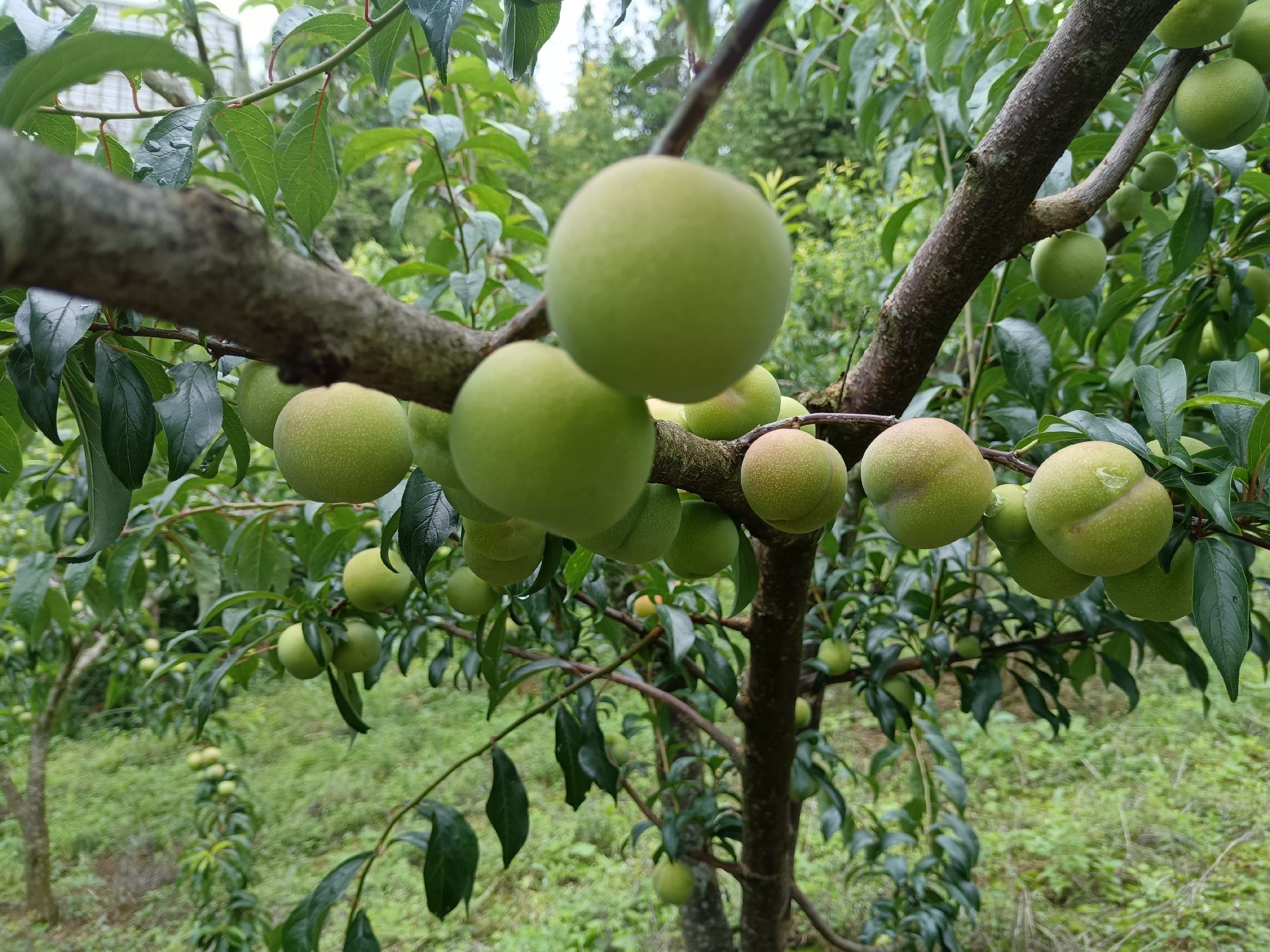 四川农户采摘半边红李子场景