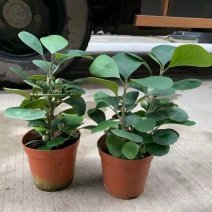 小盼菩提树盆栽植物室内花卉禅意摆件新中式办公室内桌面绿