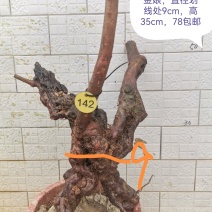 桃金娘老桩桃金娘盆栽盆景稔子树